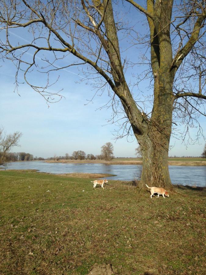 An Den Elbwiesen Gaestezimmer "Weissstorch" Nur Nichtraucher Dommitzsch Exterior foto